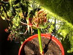 Haemanthus Katherinae